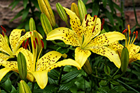 yellow lilies spring blooms